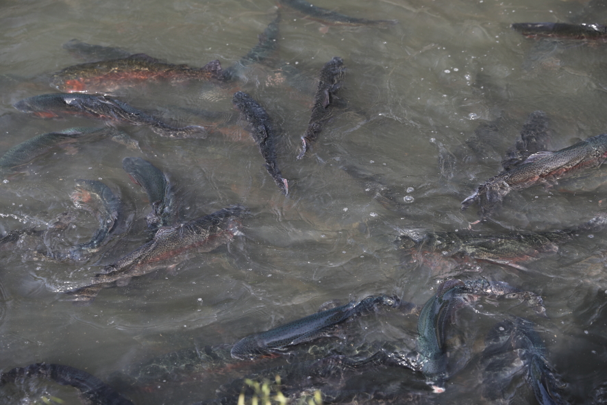 elevage esturgeon - truites en bassin